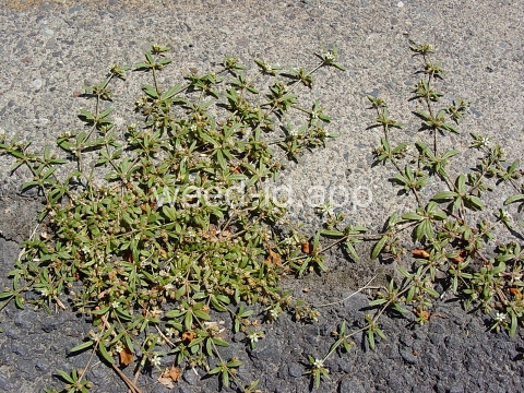 carpetweed